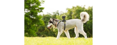 AKA-DM1 Dog Harness For Action Cam | AKA-DM1 | Sony Philippines